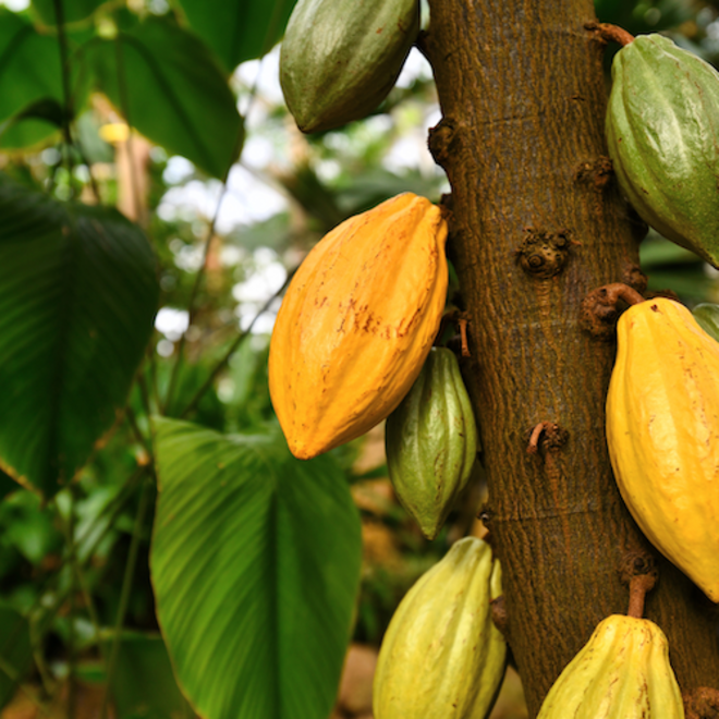 Cocoa butter, certified organic, fair trade, DEODORISED image 1